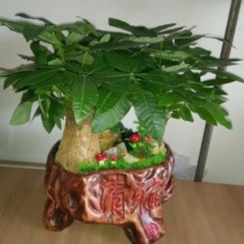北京花卉租摆公司绿植租赁