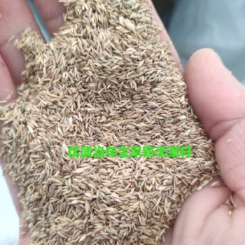 早熟禾每平米草籽用量 草坪播种方法