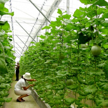 蔬菜温室大棚生产厂家