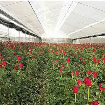 鲜花电商**花加，探索鲜花电商的破局之路