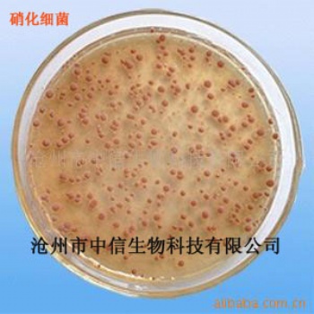 硝化细菌/降解亚硝酸盐、氨、氮/添加剂