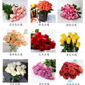 混色玫瑰鲜花批发云南昆明鲜花基地直发