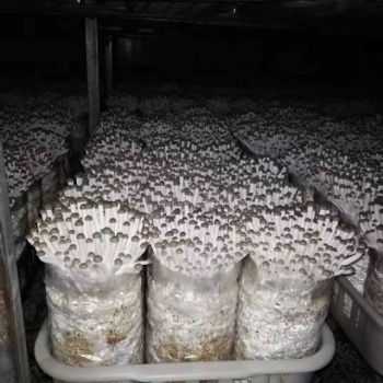 有机活体鲜香菇蟹味菇基地直发送货上门