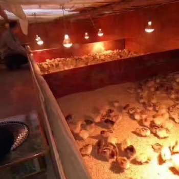 正安养殖红羽土鸡苗市场行情 求购正宗的红羽土鸡苗价格