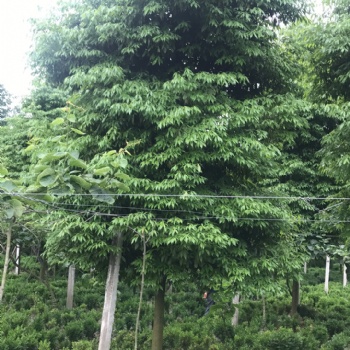 成都桢楠 四川精品桢楠 成都桢楠基地批发 名川园艺场供应