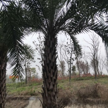银海枣 成都银海枣基地批发 成都银海枣苗圃熟货供应 四川精品银海枣价格