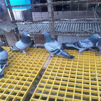 养殖场防腐漏粪排污玻璃钢格栅