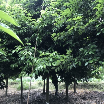 天竺桂 成都天竺桂供应 四川精品天竺桂基地 绿化乔木供应商