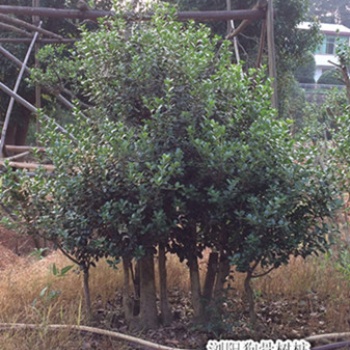快来看看吧！造型狗骨树|浏阳狗骨树基地降价找张总