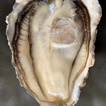 威海金给利牡蛎乳山生蚝厂家