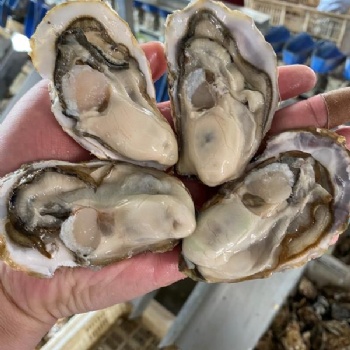 威海乳山牡蛎批发3-4两生蚝价格