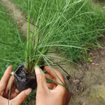 粉黛乱子草 成都粉黛乱子草基地 成都粉黛乱子草杯苗批发基地
