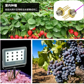 激光植物生长灯 植物补光灯 育苗、蔬菜、甜瓜补光灯