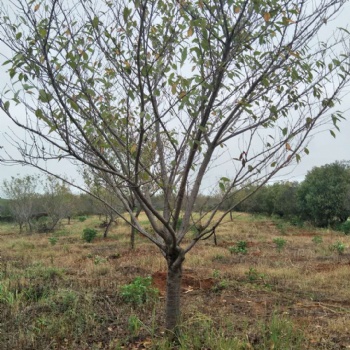 樱花生产基地｜?；缙裕；ü┯Γ；ㄅ? /></td>
							</tr>
						</table>
						</div></td>
					<td valign=