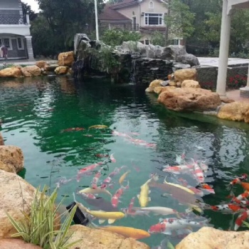 天然黄蜡石、黄蜡石原石石、庭院鱼池围边置景、乌龟晒台造景石