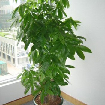 供应东莞花卉租摆 发财树 招财树 万年青 绿萝 金钱兜