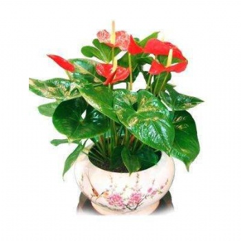 供应红掌 东莞绿植护理 粉掌 袖珍椰子 富贵竹 一帆风顺