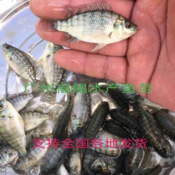 罗非鱼苗，罗非水花苗，海南1号，新吉富，苏丹红罗非苗，澳泥罗非苗
