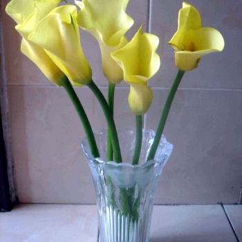 马蹄莲鲜花一件代发鲜花批发