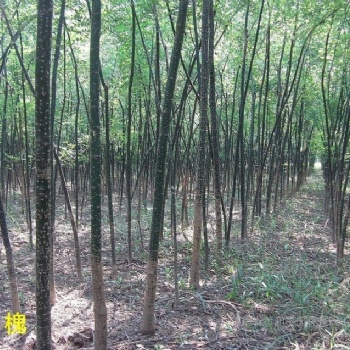 山西刺槐，国槐，杨树，柳树，法桐，香花槐