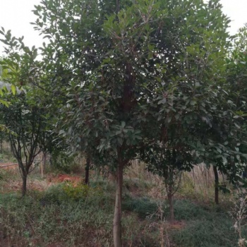 出售9-12公分红叶石楠，1.7米分枝红叶石楠。江西红叶石楠基地