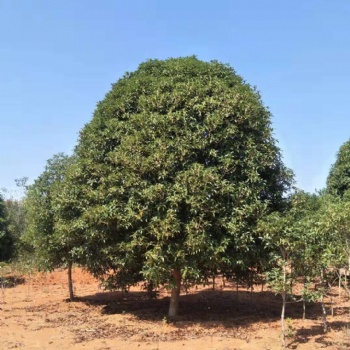 出售P200-350桂花，3米公分桂花树，江西桂花基地