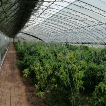 中国河北沧州新华区温室大棚配件保温被