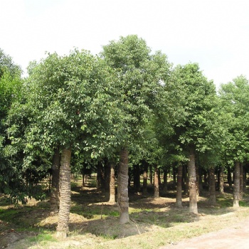供应香樟苗和香樟示范场 广西樟木苗与芳樟苗产地