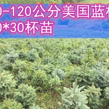 8年生 30*30杯 60-100公分美国蓝杉树苗 吉林货源
