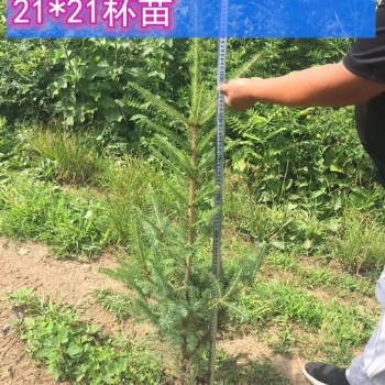 吉林青白扦云杉价格 21X21杯 60-100公分青白扦云杉树苗