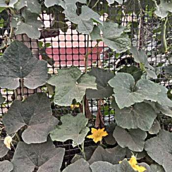 边坡防护植草园林绿化蜂巢护坡固土土工格室