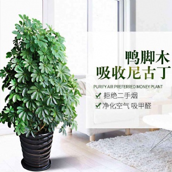 郫县鸭脚木批发价格_成都鹅掌柴花木基地_发财树厂家_吉祥树报价_名川园艺场