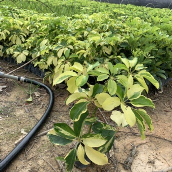 澳洲鸭脚木批发 品种齐全 产地