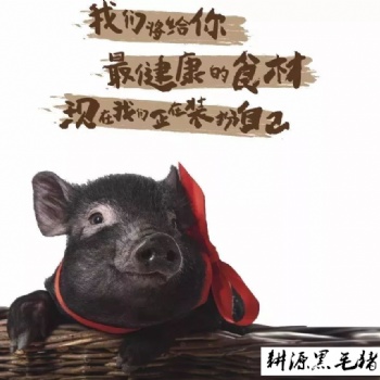 东莞耕源生鲜黑毛土猪