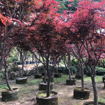 红枫庭院绿化植物 绿化苗木 产地