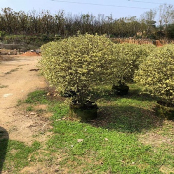 银基小蜡彩叶常绿灌木 庭院花园植物