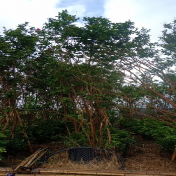 紫薇四季绿化 庭院室外花卉 植物苗木风景树苗 四季?？? /></a></div>
	<div   id=