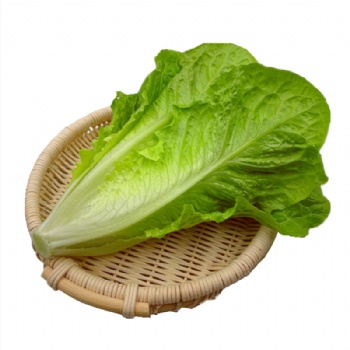 罗马生菜散叶新鲜果蔬绿色蔬菜沙拉火锅西餐食材批发销售餐饮门店西餐厅酒店供应超市直供全国物流冷链保鲜上