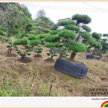 优质别墅用苗_造型黑松苗木_浏阳精品黑松基地批发找张总