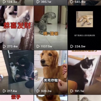 抖音视频拍摄 包含脚本策划后期