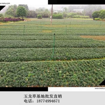 张总优惠**浏阳麦冬草-浏阳玉龙草-浏阳吉祥草-整车装苗