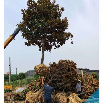 全冠广玉兰苗木|浏阳移栽广玉兰优惠促销找张总
