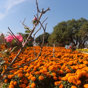 东莞市周边秋冬时节可以看花拍照徒步休闲游玩的地方