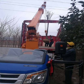山东三轮起重机厂家 供应吊棺下葬三轮吊 三轮平板移树吊