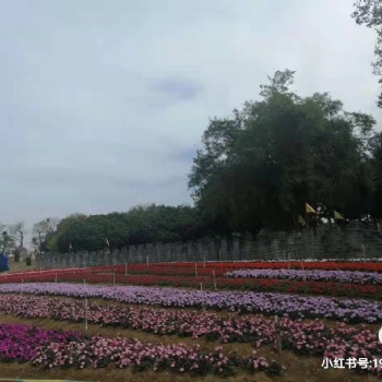 松山湖这边户外休闲游玩的百花基地