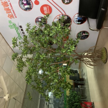 厂家定制仿真植物，仿真树