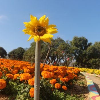 在东莞周边适合秋冬时节游玩看花的农家乐