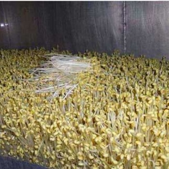 江西大型商用豆芽生产线厂家供应