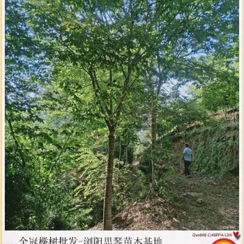 批发全冠榉树苗木-浏阳移栽榉树等你来抢批找思琴苗木