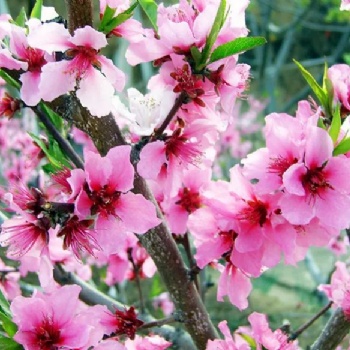长沙春游、踏青、植树赏花就来胖仔农庄一日游